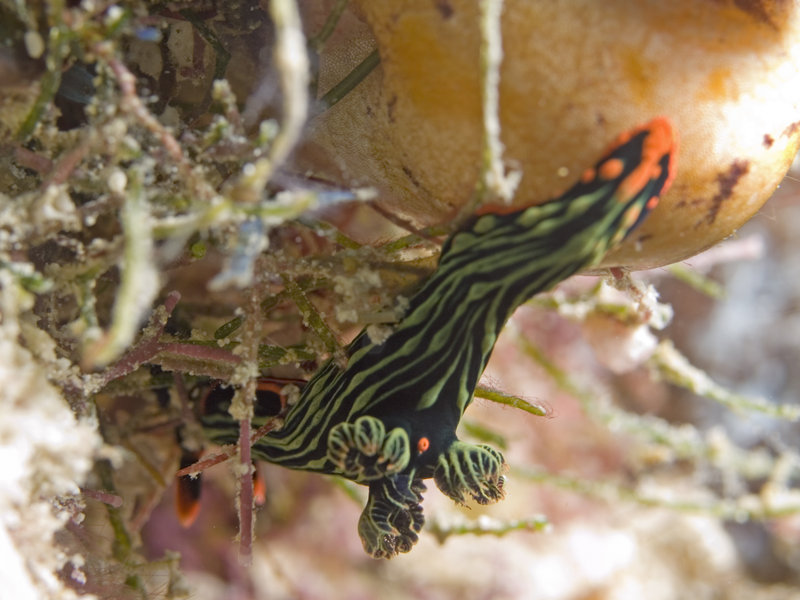 Nudibranch, Mabul